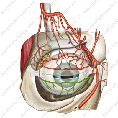Дорсальная артерия носа (arteria dorsalis nasi)